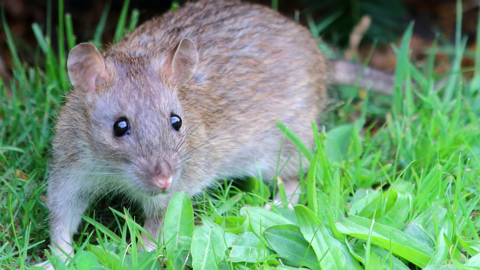 Dératisation : rats et souris en Gironde